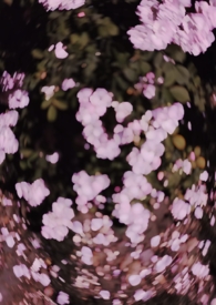 �����ž��� (У԰ h)